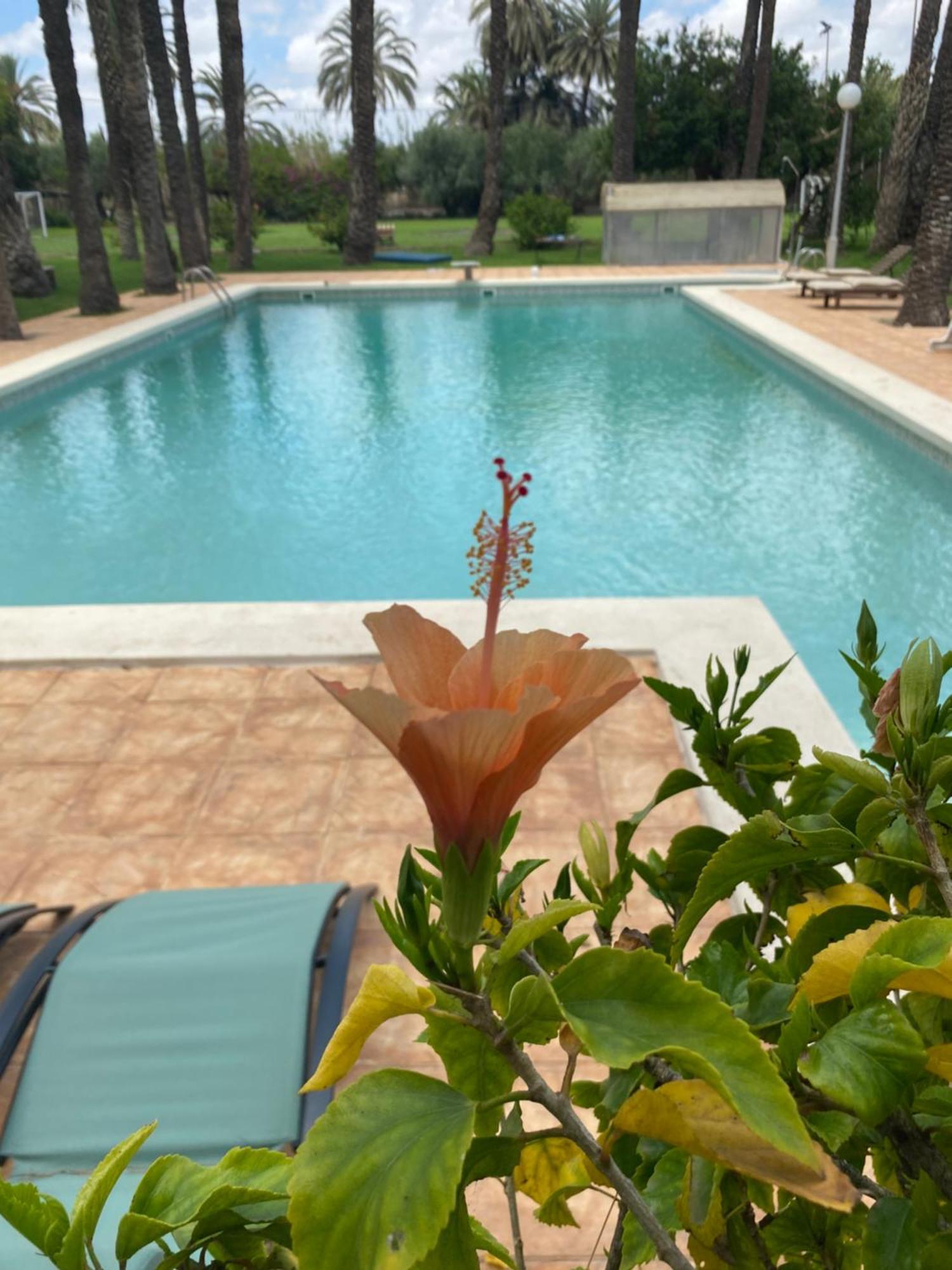 Pink Lemon House Bed & Breakfast Elche Exterior foto