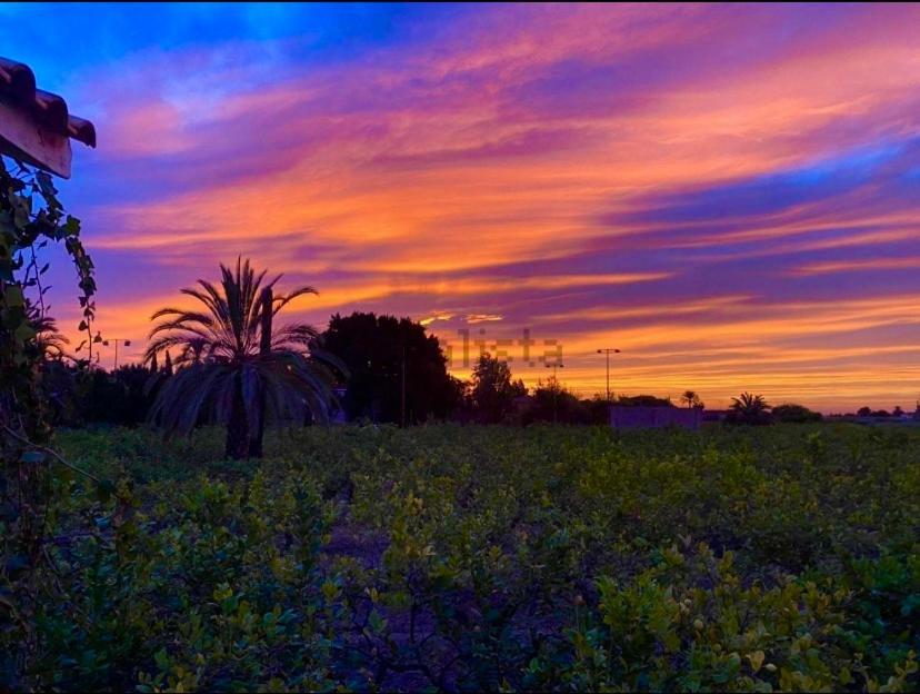 Pink Lemon House Bed & Breakfast Elche Exterior foto