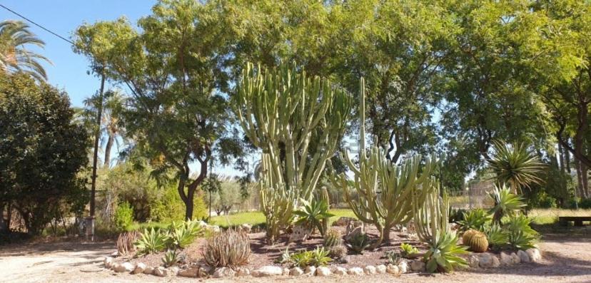 Pink Lemon House Bed & Breakfast Elche Exterior foto
